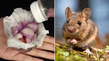 Stop Bahan Kimia! Ini Dia Cara Efektif Mengusir Hama dengan Aroma Alami