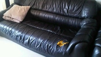 Mengapa Kursi Sofa Mudah Jebol? Ini Dia Alasan-Alasan Sepele yang Sering Diabaikan