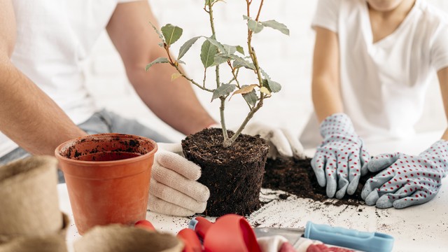 7 Manfaat Menanam Pohon di Depan Rumah Salah Satunya untuk Menambah Nilai Properti!