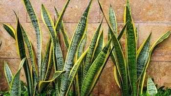 Tanaman Lidah Mertua Masih Menjadi Tanaman Hias Favorit yang Tetap Eksis Hingga Sekarang