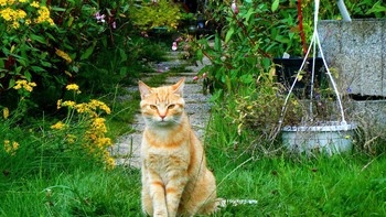 Cara Ampuh Mencegah Hewan Buang Kotoran di Depan Rumah: Tips Aman, Ramah Lingkungan, dan Tidak Menyakiti Hewan