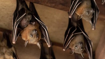 Kelelawar Bersarang di Plafon? Kenali Bahaya Kesehatan dan Cara Mengusirnya Secara Efektif