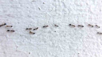 Cara Mengatasi Semut yang Bermunculan di Rumah Akibat Musim Hujan