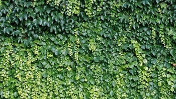 Mengoptimalkan Pertumbuhan Tanaman Merambat: Panduan Lengkap Fungsi dan Cara Membuat Turus Sendiri di Rumah