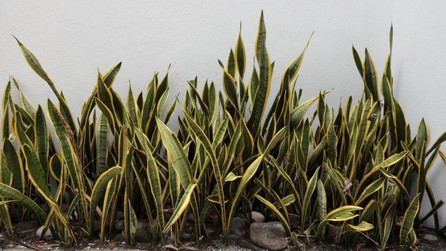 Takut Ular Masuk Rumah