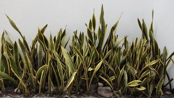 Takut Ular Masuk Rumah