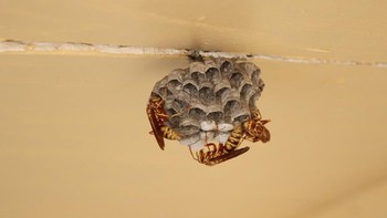 Hal Apakah yang Harus Dilakukan Jika Ada Sarang Tawon di Rumah?