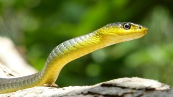 Penyebab Ular Suka Bersembunyi di Balik Plafon Rumah!