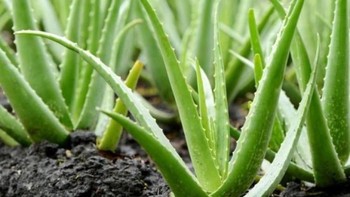 Fungsi Lidah Buaya Aloe Vera Tanaman Herbal Hingga Jadi Pembersih Udara Alami