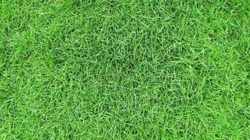 Apa Itu Rumput Jepang