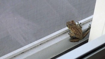 Cara Efektif Mengusir Katak yang Suka Masuk ke Rumah