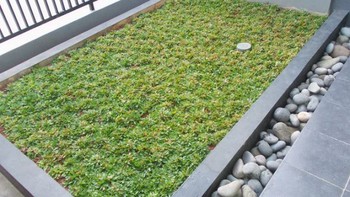 Tips, Perawatan, dan Biaya Pasang Rumput Gajah Mini di Rumah