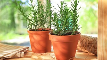 Rekomendasi Tanaman yang Bisa Bikin Ruangan Selalu Wangi!