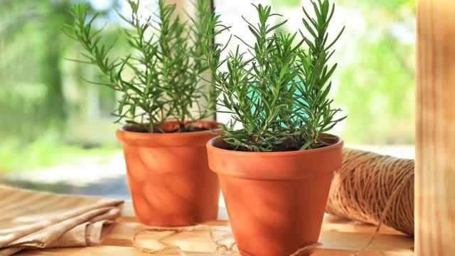 Rekomendasi Tanaman yang Bisa Bikin Ruangan Selalu Wangi!