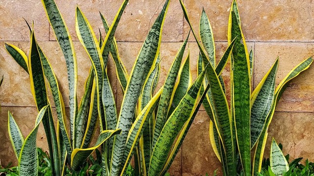 Cara Merawat Lidah Mertua agar Tetap Subur dan Cantik!