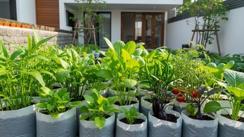 5 Tanaman Sayuran yang Bisa Ditanam di Halaman Rumah untuk Hidup Lebih Sehat dan Hemat