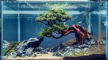 Punya Aquascape di Rumah tapi Tidak Tahu Cara Merawatnya