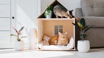 Tips dan Trik Menghilangkan Bau Kotoran Hewan di Rumah Agar Hunian Tetap Segar dan Nyaman